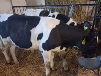 Kuh, Russian Black pied cattle — Foto 3