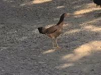 Chickens — Foto 4