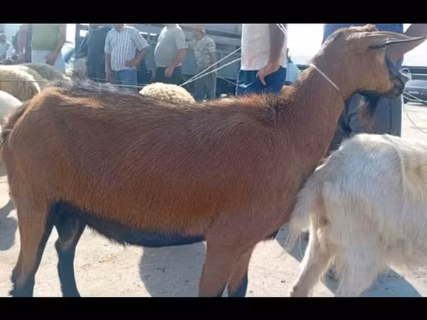 Cabra, Cabras