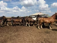 Hengst, Horse breed — Foto 4