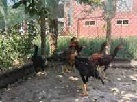 Chickens — foto 7