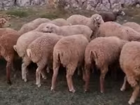 كبش, الأغنام — الصورة 3
