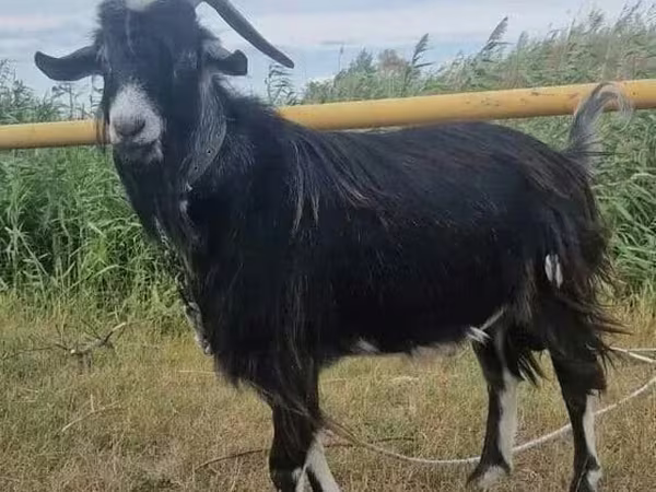 Коза, Кози