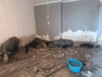 Sow, Pigs — photo 5