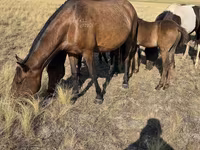 Stute, Kazakh horse — Foto 5