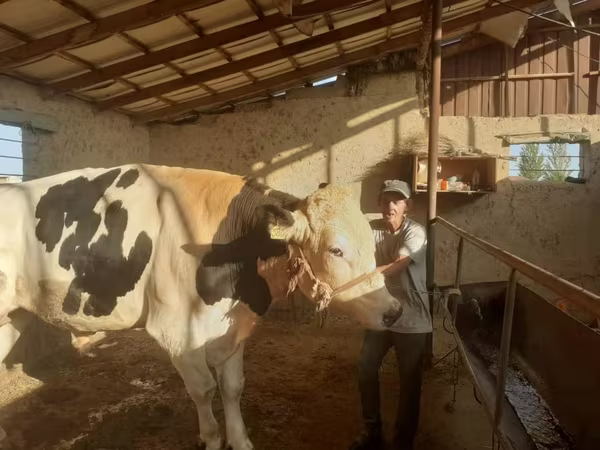 公牛, Holstein breed