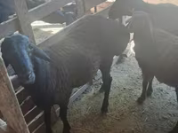 Widder, Hissar sheep — Foto 3