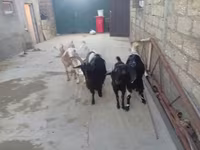 عنزة, الماعز — الصورة 2