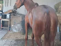 فرس, الخيول — الصورة 5