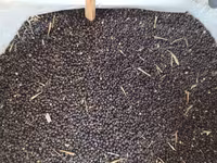 Vind sorgo. mei. raps — الصورة 1