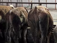 Toro, Simmental cattle — foto 4
