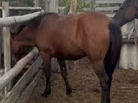 حصان, Horse breed — الصورة 2