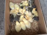 Geese — Foto 3