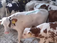 Bulle, Simmental cattle — Foto 3