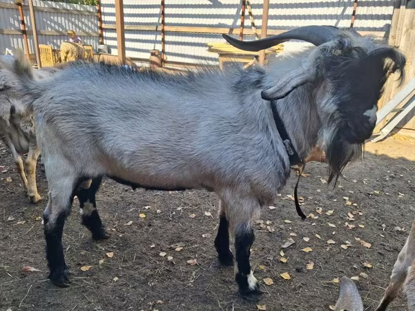 Ziegenbock, Saanen goat