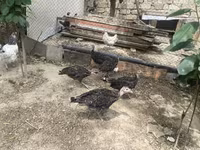 Turkeys — foto 2