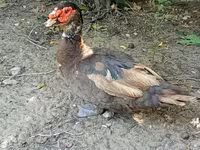 Ducks — Foto 1