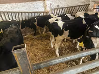 Kuh, Russian Black pied cattle — Foto 6