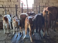 Bulle, Simmental cattle — Foto 3