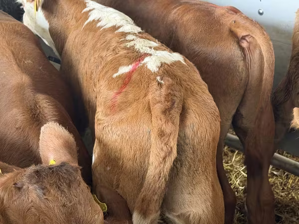 Rinder (Partie, Geschlecht nicht angegeben), Simmental cattle