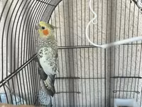 Real alana, qiymətdə razılaşmaq olar. Nimfa (Cockatiel) + qəfəs və — 1-rasm
