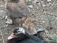 Ducks — foto 7