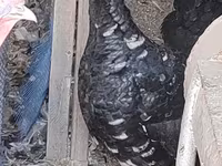 Turkeys — الصورة 1