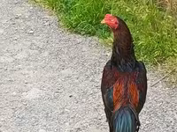 Chickens — 1-сурет
