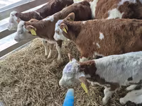 Bulle, Simmental cattle — Foto 7