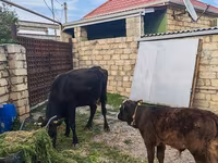 Сиыр, Simmental cattle — 3-сурет