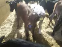 İribuynuzlu mal-qara (partiya, cinsi göstərilməyib), Simmental cattle — foto 4