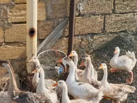 Geese — foto 4