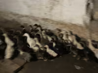 Ducks — 3-сурет