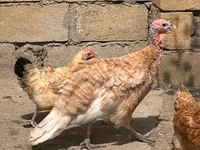 Turkeys — फ़ोटो 5