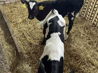 Vaca, Raza Holstein — foto 3