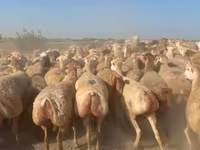 भेड़, भेड़ — फ़ोटो 4