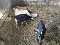 Ziegenbock, Ziegen — Foto 2