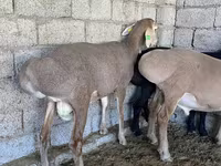 كبش, Arashan sheep — الصورة 2