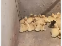 Alman Pekin — foto 4