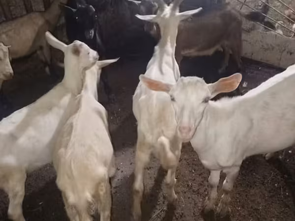 Cabro, Cabras