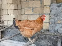Chickens — foto 2