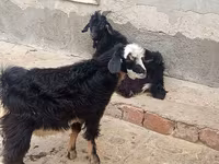 Cabras (lote, sexo no especificado), Angora goats — foto 2