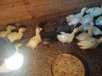 Turkeys — photo 1