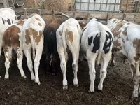 Toro, Simmental cattle — foto 4