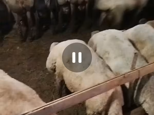 Қойлар (топ, жынысы көрсетілмеген), Karakul sheep