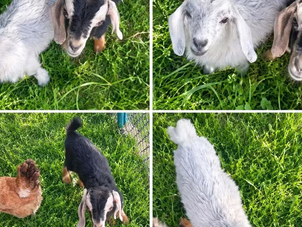Dişi keçi, Nubian Goat