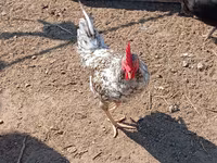Chickens — Foto 1