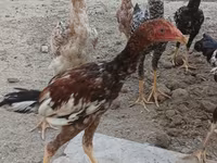 Chickens — 6-rasm