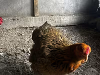 Brahma — Foto 3