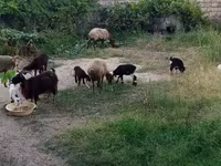 Oveja, Ovejas — foto 1
